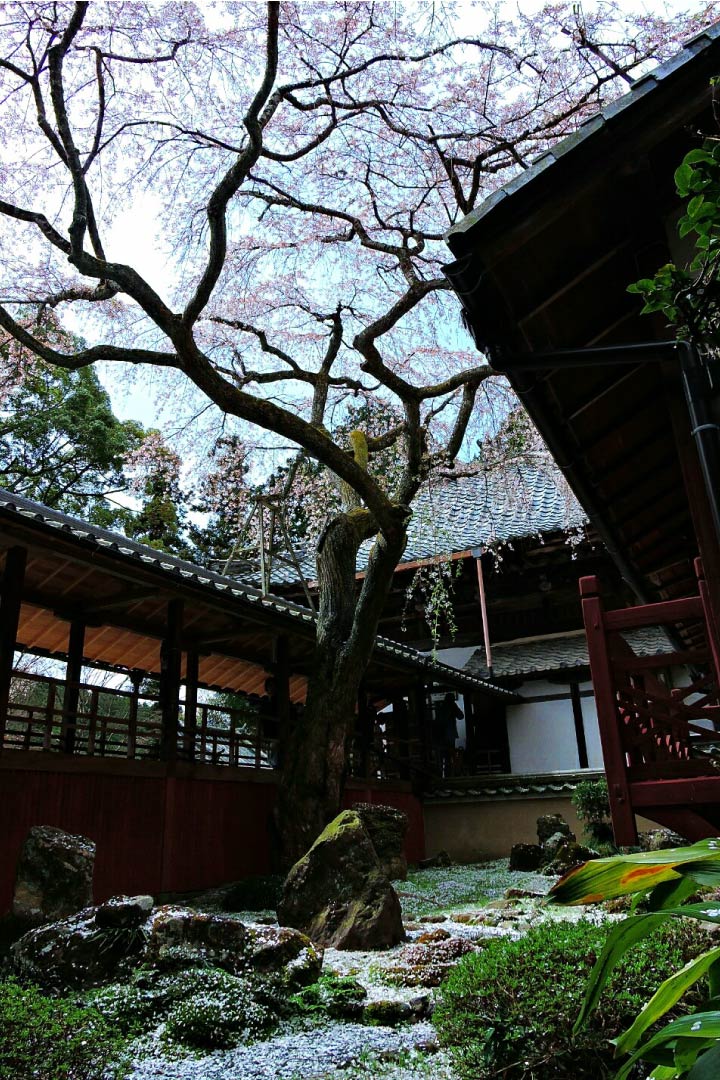 野々宮神社 京都 観光 貸切タクシー